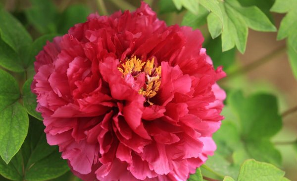 中国国花是牡丹还是梅花