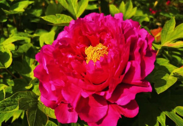 中国国花是牡丹还是梅花