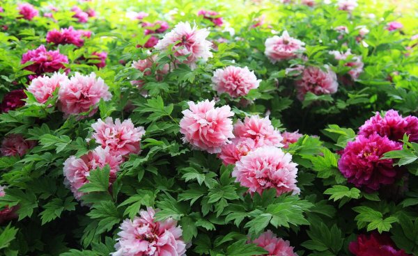 中国国花是牡丹还是梅花