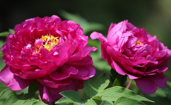 中国国花是牡丹还是梅花