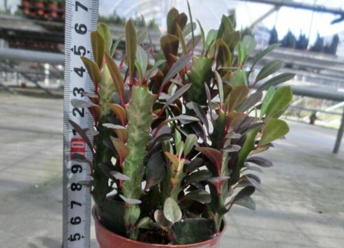 红龙骨腐烂后如何处理