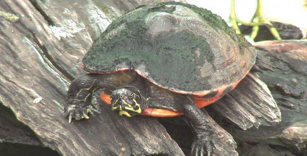 西锦龟是深水龟吗