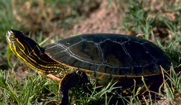 西锦龟是深水龟吗