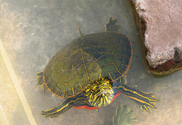 西锦龟是深水龟吗