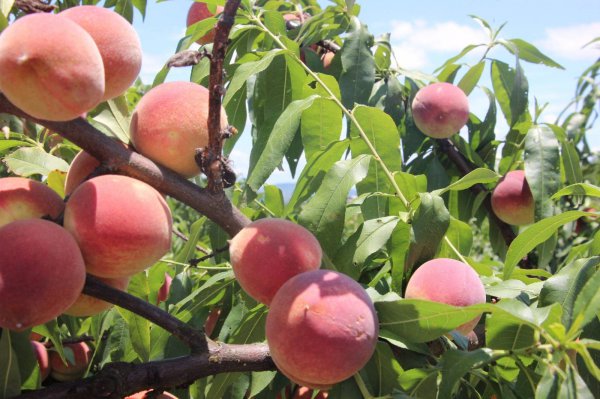 摘完桃子后桃树怎么管理