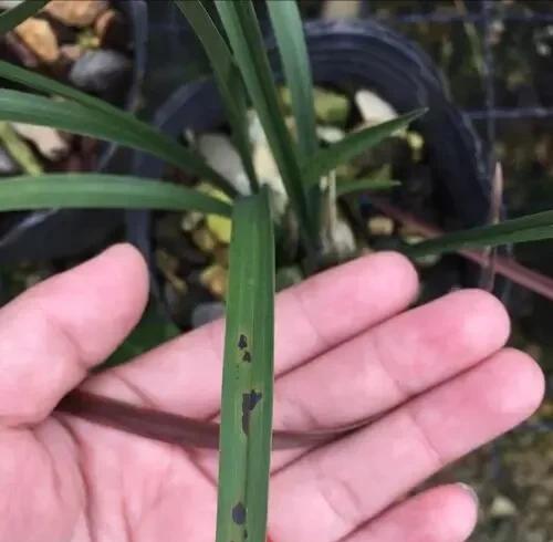 兰花叶片上出现黑斑用什么办法