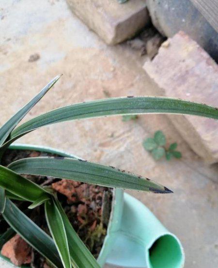 兰花叶片上出现黑斑用什么办法