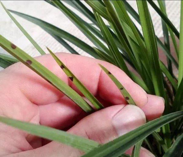 兰花叶片上出现黑斑用什么办法