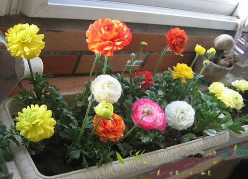 花毛茛什么时候开花