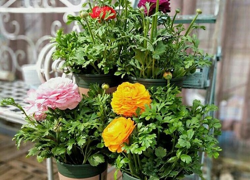 花毛茛什么时候开花