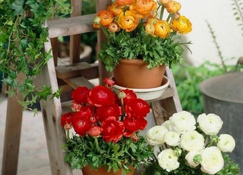 花毛茛什么时候开花