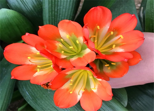 君子兰用什么肥料