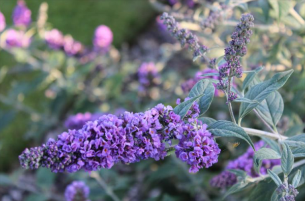 养猫家庭适合养的植物