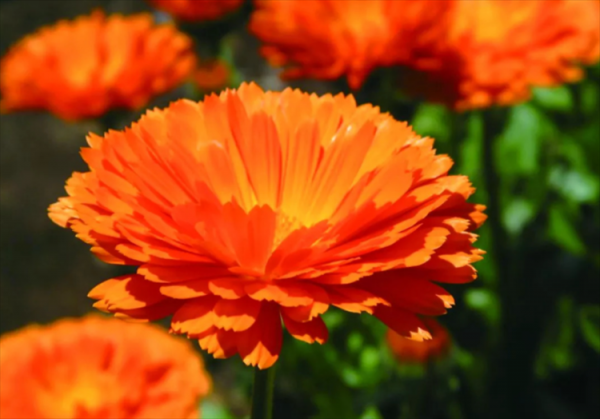 养猫家庭适合养的植物