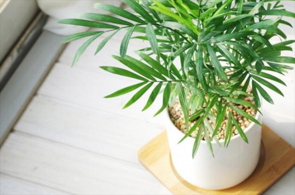 养猫家庭适合养的植物