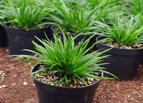 夏季如何正确给花卉浇水