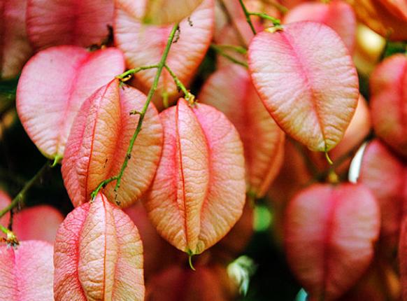 灯笼树有什么作用