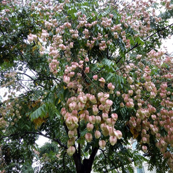 灯笼树有什么作用