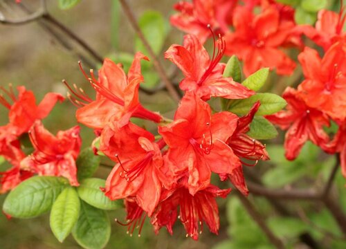 杜鹃花代表什么象征意义