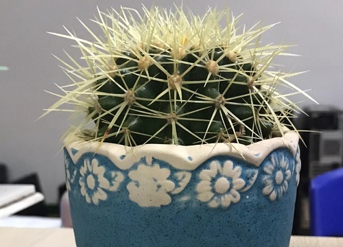 仙人球冬天怎么养护