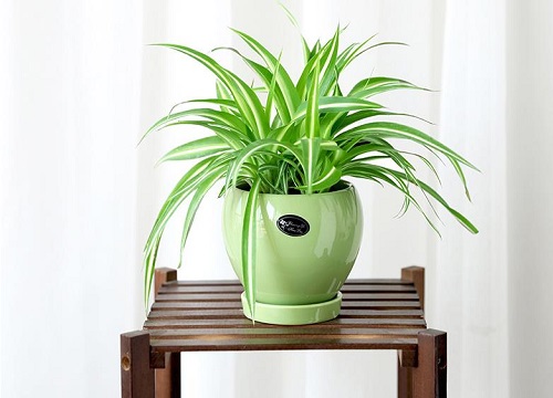 吊兰长虫用什么方法除虫