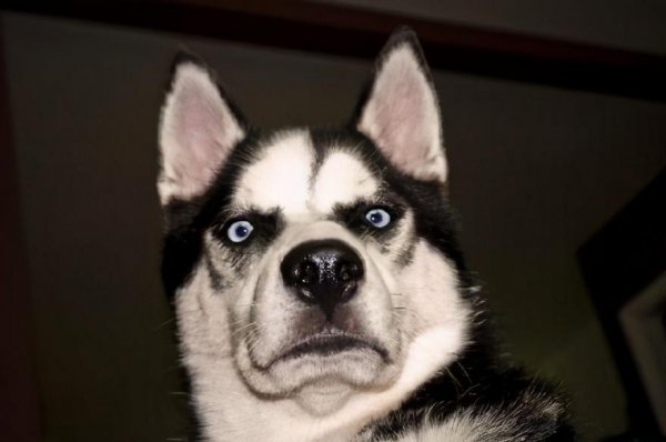 大狗品种有哪些