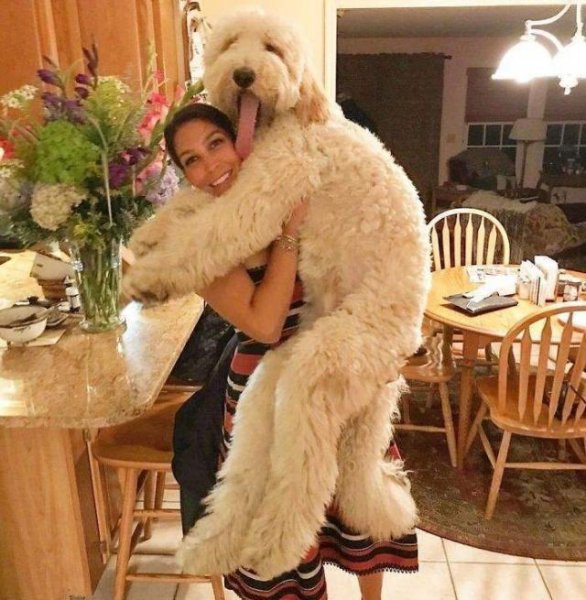 大狗品种有哪些