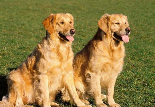 大狗品种有哪些