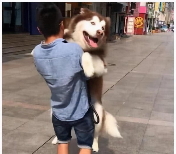 大狗品种有哪些