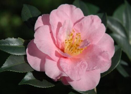 山茶花的花语是什么