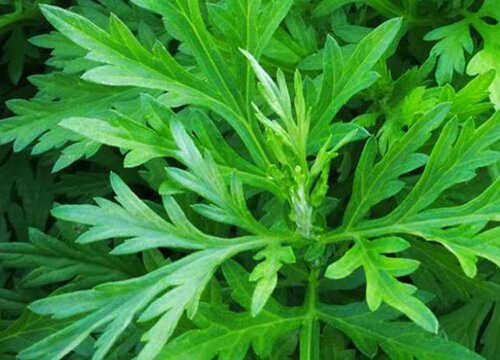 湖北艾草哪里最好