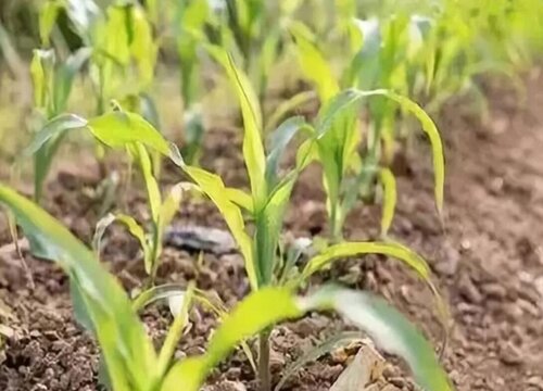 玉米几天出苗