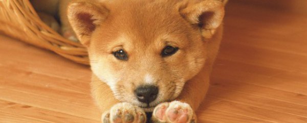 小孩能和狗一起养吗