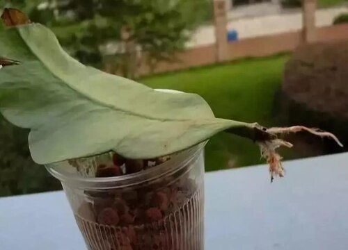 昙花扦插多久生根