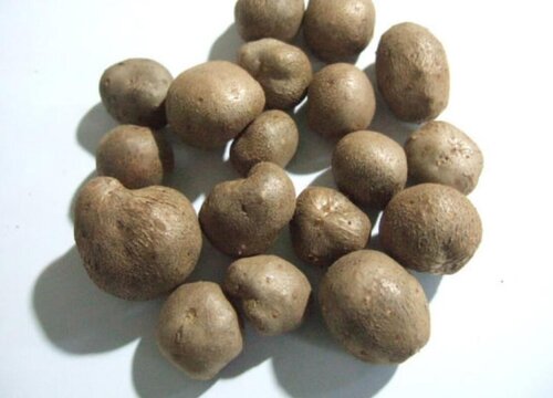 山药豆什么时候采摘