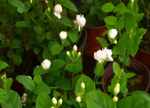 茉莉花春季怎么修剪好