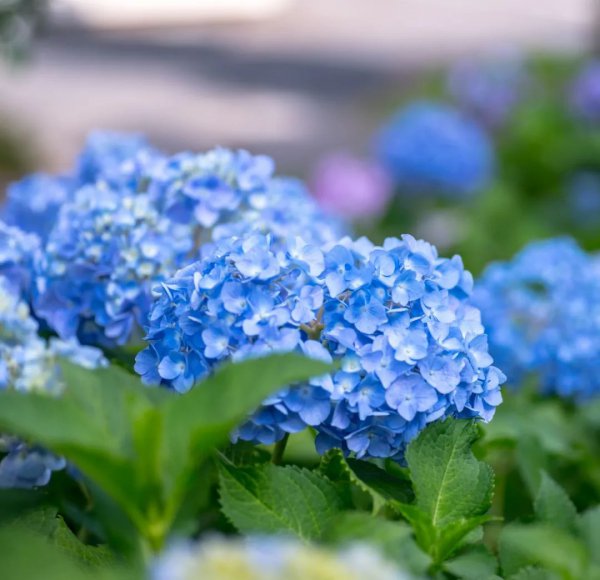 绣球调蓝色的常用方法及用量