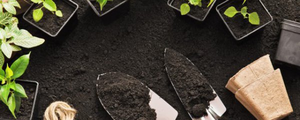 水芙蓉怎么养才能更旺盛