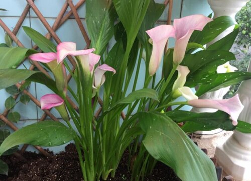 马蹄莲象征着什么意义