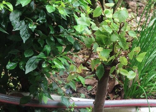 榉树适合什么地方种植