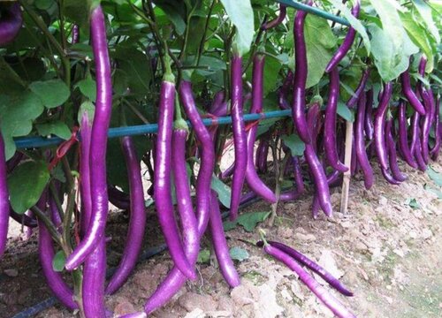 杭茄种植时间和方法