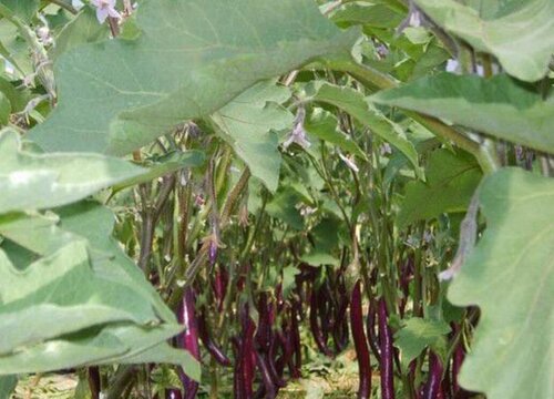 杭茄种植时间和方法