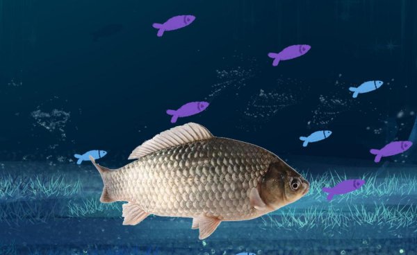 正确的钓鱼方法是什么