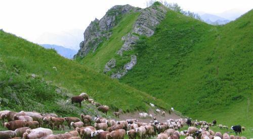 养殖什么投资少又挣钱