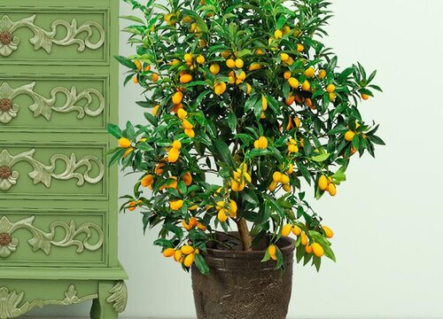 超市放什么植物招财好运又好养