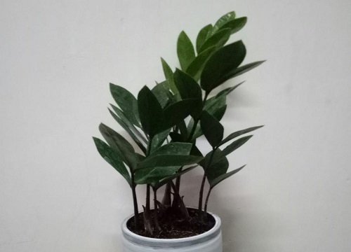 超市放什么植物招财好运又好养