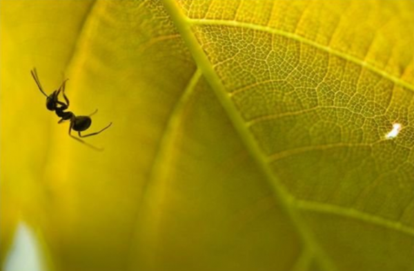 蚂蚁为啥摔不死的原因