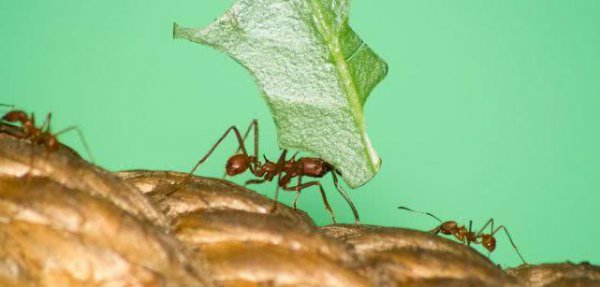 蚂蚁为啥摔不死的原因