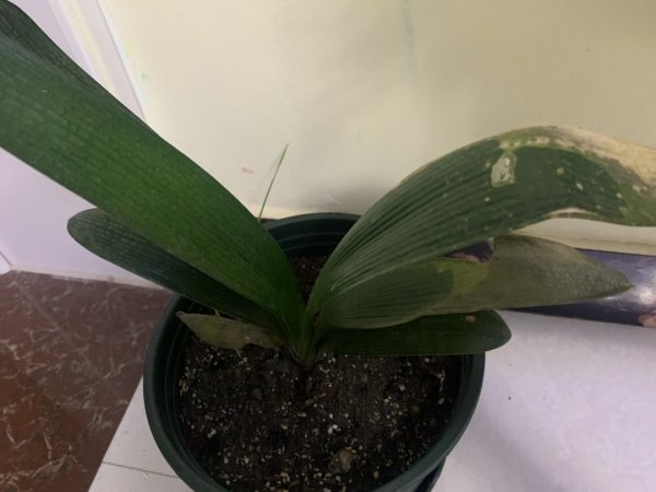 君子兰怎么养根系白又粗