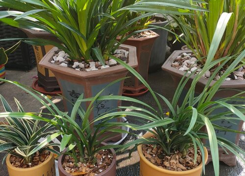 给兰花翻盆之前植料应该如何处理